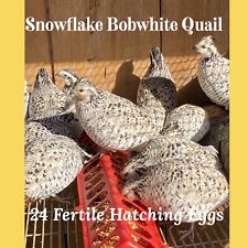 24 Snowflake Bobwhite Quail Hatching Eggs  -pre-sale-