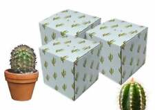 5x5x5 Mint Cactus Designer Boxes Recyclable Reusable Shipping Mug Favor Boxes