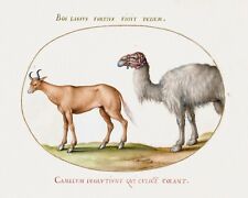 14126.decor Poster.room Wall Art Design.vintage Drawing.animal World.goat Camel