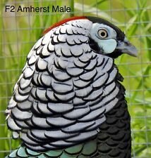 Pre Sale 6 Lady Amherst Pheasant Hatching Eggs From An Imported Stock