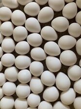 40 Northern Bobwhite Quail Fertile Hatching Eggs Npip Cert Free Shipping