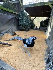 3 Lady Amherst Pheasant Hatching Eggs