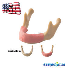 Dental Lower Jaw Teeth Anatomically Bone Mandible Study Model Gum Easyinsmile