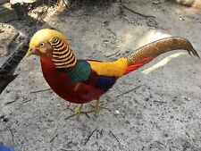 3 Red Golden Pheasant Hatching Eggs