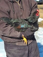 Dark Cornish Hatching Eggs Large Fowl 6 Pk Pls Read Description