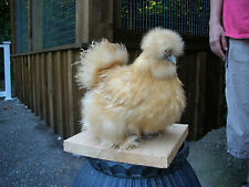 8 Silkie Hatching Eggs Show Quality Crested And Bearded With Muffs