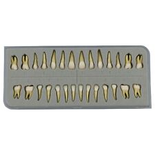 Dental 11 Permanent Teeth Demonstration Teach Study Model With 28pcs Tooth