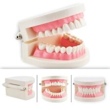 Dental Teach Study Adult Standard Typodont Demonstration Teeth Model Flesh Pink