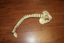 Human Spine And Pelvis Pelvic Bone Life Size Anatomical Model Vintage