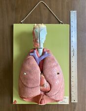 Vintage Somso Anatomical Model Respiratory System West Germany Mcm Medical