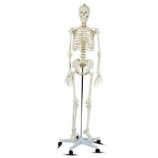 708 In Life Size Skeleton Model Medical School Human Anatomy With Rolling Stand