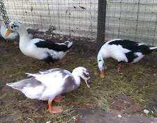 New Listing9 Ancona Duck Hatching Eggs