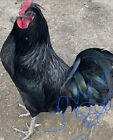 10 Chicken Hatching Eggs - Rare Barnyard Mix Possible Blue Laced Cochin Black