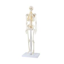 Axis Scientific Mini Human Skeleton Model With Metal Stand 31 Tall With Rem