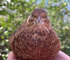12 Extras Scarlet Coturnix Quail Hatching Eggs Free Shipping