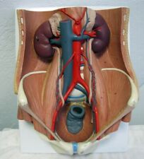 Vintage 3b Medical Anatomical Model Female Reproductive Organs
