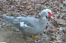 12 Muscovy Multicolors Rare Colors Duck Hatching Eggs Fast Shipping