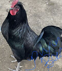 5 Chicken Hatching Eggs - Rare Breeds- Assorted Barnyard Mix Blrw Cochin Black