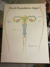 Vintage Female Reproductive System Anatomical Chart Front View On Board 20 X 15
