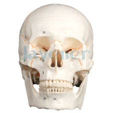 11 Numbered Human Head Skull Model Skeleton Medicine Anatomy Education Supplies
