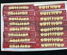 Dentsply New Hue Dentist Dental Lab Porcelain Denture Teeth 29s Ul 85 A4