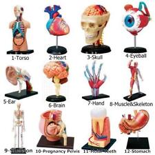 1set 4d Human Torso Brain Heart Ear Hand Body Anatomical Anatomy Teaching Model