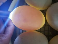 New Listing12 Giant Pekin Duck Hatching Eggs