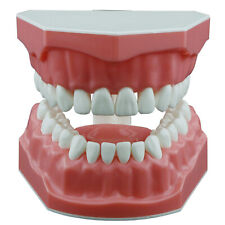 Dental Standard Teeth Model Typodont Demonstration Denture Kids Dental Supplies
