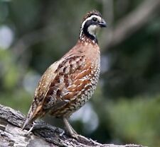 12 Superior Yield Northern Bobwhite Quail Eggs Hatching Fertile Conservation