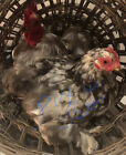 10 Chicken Hatching Eggs Rare Breeds Barnyard Mix Possibly Blue Mottled Cochin