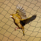 50x100 Net Netting Nylon For Bird Poultry Aviary Game Pens 2 100x50ft Square