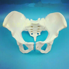 Life Size Female Pelvic Skeleton Model Anatomical Anatomy Medical Study Human