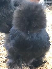New Listing12 Bearded Silkie Hatching Eggs Assorted Colors From Color Separate Pen Npip