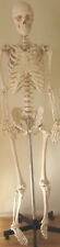 Life Size Human Skeleton Anatomical Model 57 Medical Dental Student Teaching