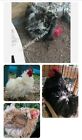 8 Bantam Cochin Hatching Eggs Frizzles And Non Frizzle Assorted Colors