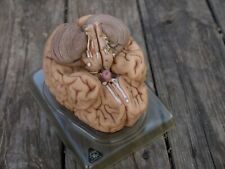 Vintage Somso Bs 20 Human Brain Diagram Anatomical 5 Piece West Germany