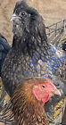 10 Chicken Hatching Eggs - Rare Barnyard Mix Possible Blue Laced Cochin Blue