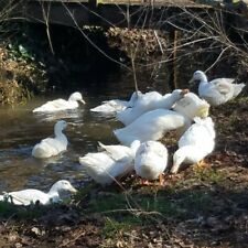 6 Organically Fertile Hatching Pekin Duck Eggs Same Day Shipping