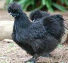 6 Black Silkie Fertile Bantam Chicken Hatching Eggs Incubator Free Shipping