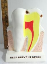 Vintage Dental Display Help Prevent Decay Dentist Tooth Crest Anatomical Anatomy
