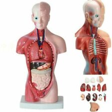 28cm Pvc Anatomy Model 11inch Human Torso Body Heart Brain Skeleton 15 Parts Us