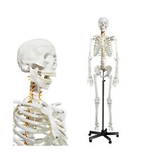 Human Skeleton Model For Anatomy Life Size Medical Human Skeleton Model With