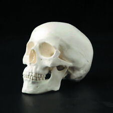 Human Anatomical Anatomy Resin Head Skeleton Skull Model Art Teaching Model