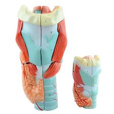 Human Larynx Anatomical Model Medical Anatomy Skeleton Throat Model 2 Parts Pvc