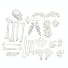 Full Disarticulated Human Skeleton Anatomy Model With Skull 62 Inches Model