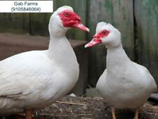 6 12 18 Extra Hatching Eggs Of Muscovy Duck Most Expensive Best Taste Meat