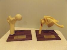 2 Vintage Relafen Anatomical Models Pharmaceutical Display Shoulder Bone