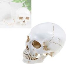 Large Size Retro Removable Human Skull Anatomical Teaching Skeleton Head Model