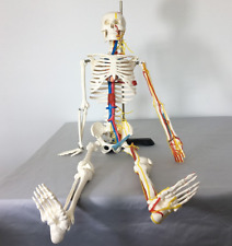 85cm Human Anatomical Skeleton Model Medical Learn Anatomy Halloween Skeleton