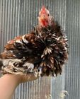 Bantam Red Calico Millie Frizzle Cochin 4 Hatching Eggsrare Calico Npip